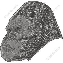 Majestic Gorilla Head