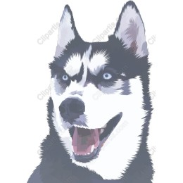 Siberian Husky