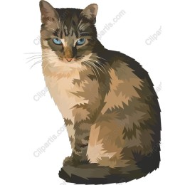 Exquisite Domestic Cat