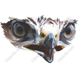 Majestic Eagle Head