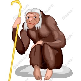 Wise Elderly Monkey