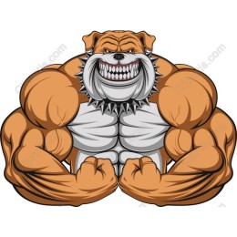 Muscular Bulldog