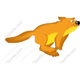 Playful Flying Fox