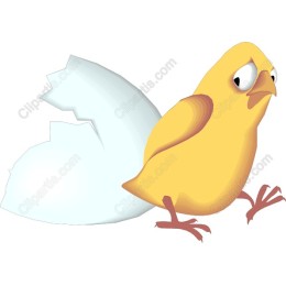 Hatching Chick