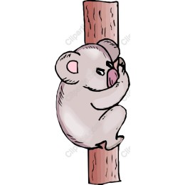Cute Koala