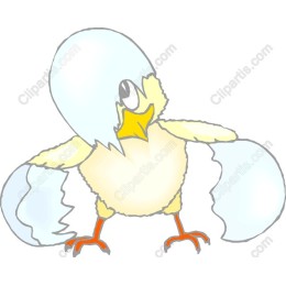 Hatching Chick