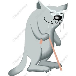Wisdom Whiskers: Whimsical Elderly Cat