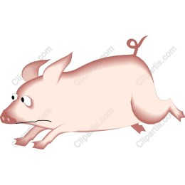 Playful Pig