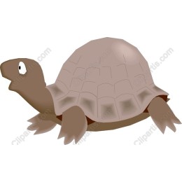 Playful Turtle