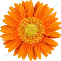 Vibrant Orange Flower
