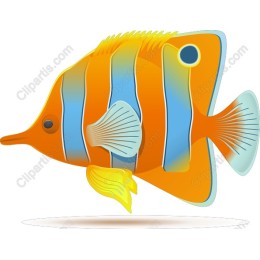 Colorful Fish