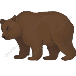 Brown Bear