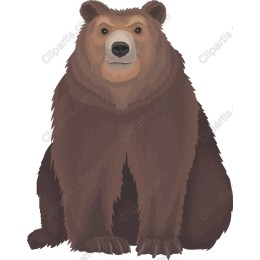 Bear - Majestic Brown Bear