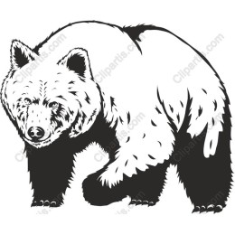 Majestic Bear