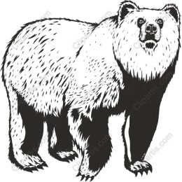 Majestic Bear