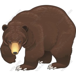 Brown Bear