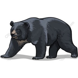 Majestic Bear
