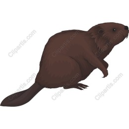 Beaver