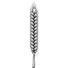 Elegant Wheat Stalk