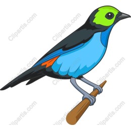 Vibrant Tropical Bird
