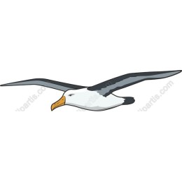 Elegant Seagull