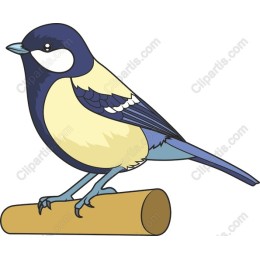 Charming Titmouse