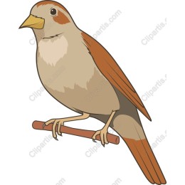 Charming Bird Perched
