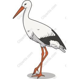 Elegant Stork