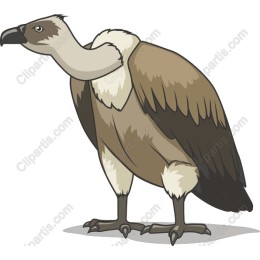 Majestic Vulture