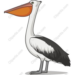 Vibrant Pelican