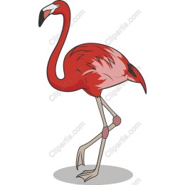 Vibrant Flamingo