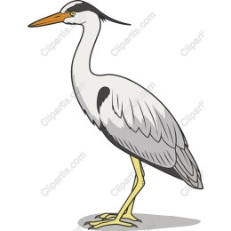 Graceful Heron