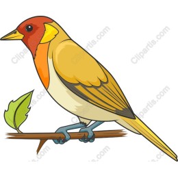 Vibrant Bird