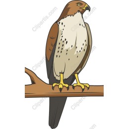 Majestic Hawk