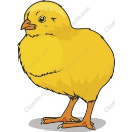 Cute Yellow Chick