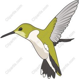 Elegant Hummingbird