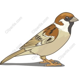 Charming Sparrow