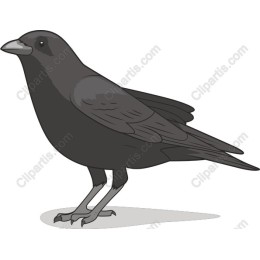 Elegant Crow