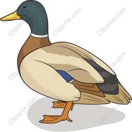 Mallard Duck