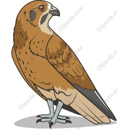 Majestic Hawk