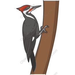 Woodpecker