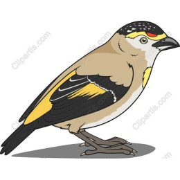 Vibrant Bird