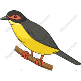 Vibrant Bird Perched on Branch