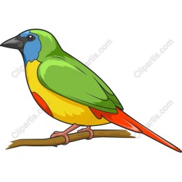 Colorful Bird Perched on Branch