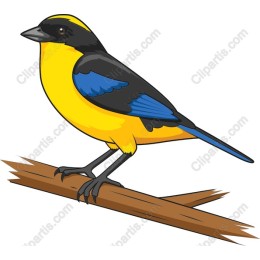 Vibrant Yellow Bird