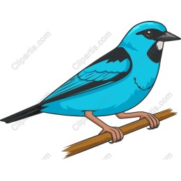 Vibrant Blue Bird