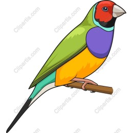 Gorgeous Finch