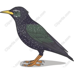 Elegant Black and Green Bird