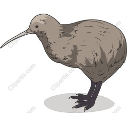 Charming Kiwi Bird