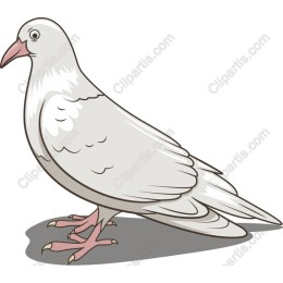 Elegant White Pigeon